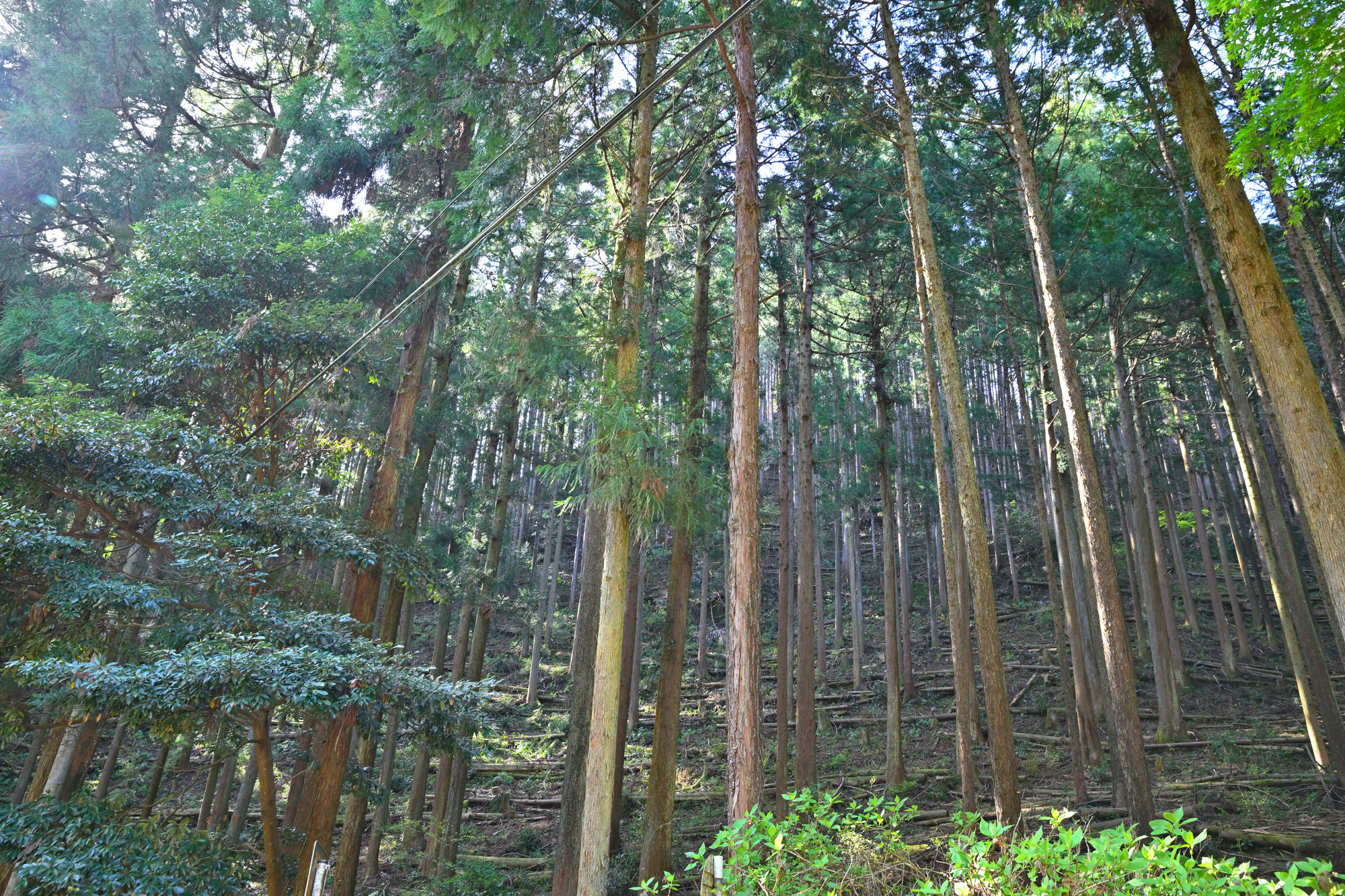 森林のイメージ写真