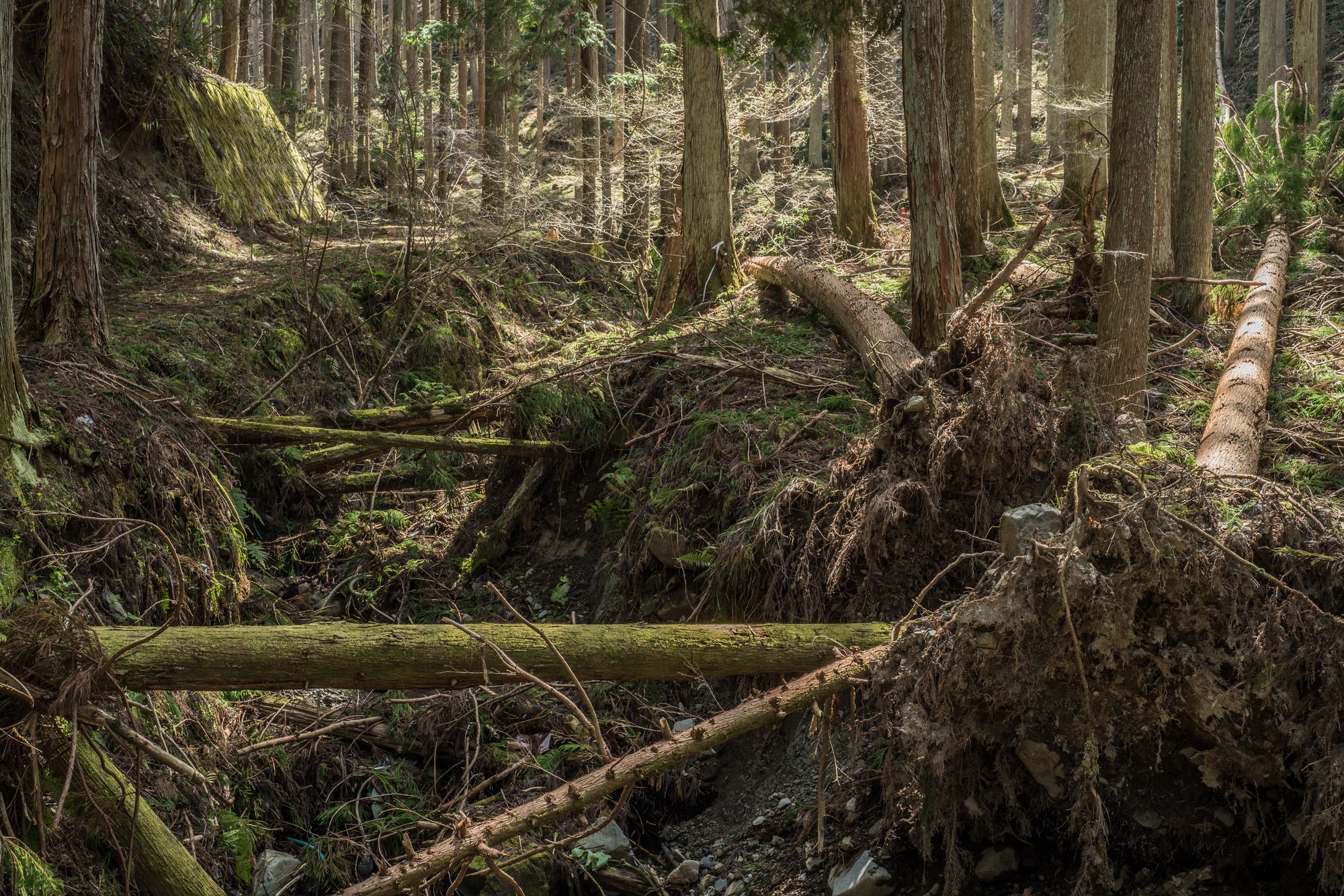 所有者不明森林のイメージ