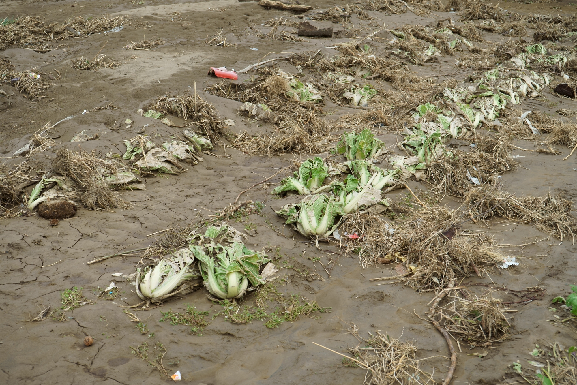 農作物への被害イメージ